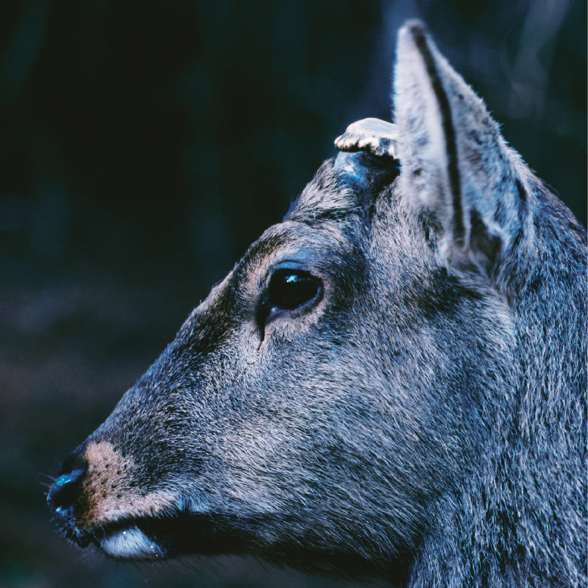 toe - the book about my idle plot on a vague anxiety ("DEER GLISTEN" BLUE VINYL) | Mint (M) Mint (M)-The Happy Cap