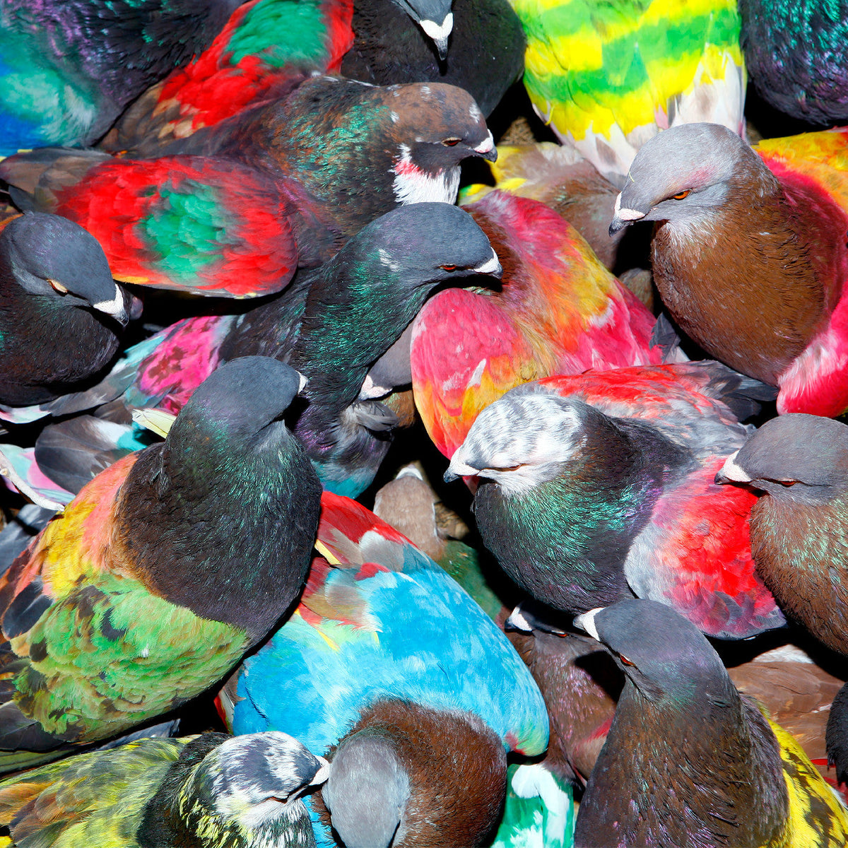 Blawan - Sickelixir (VINYL) | Mint (M) Mint (M)-The Happy Cap