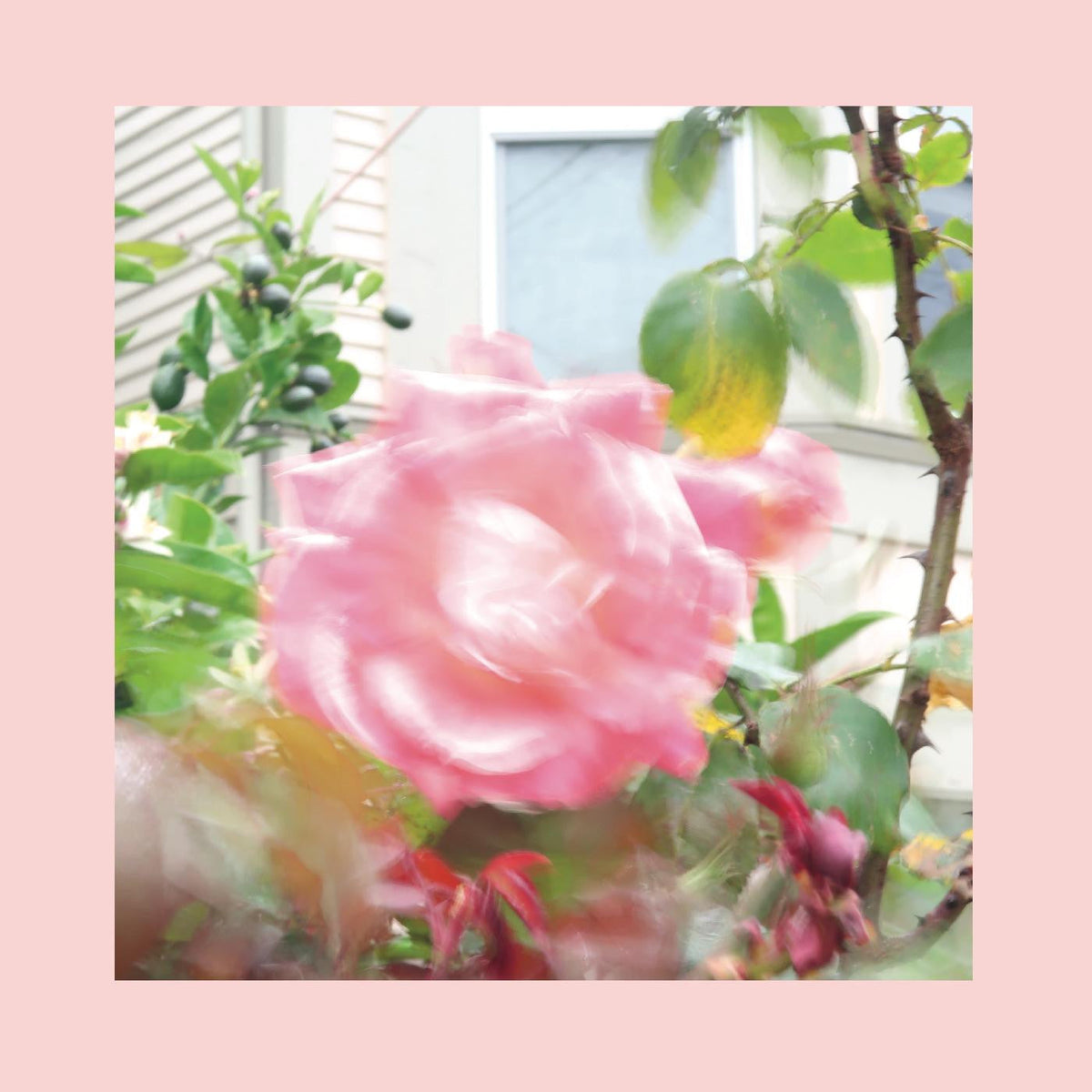 Reds, Pinks & Purples, The - Summer At Land's End (CD) |-The Happy Cap