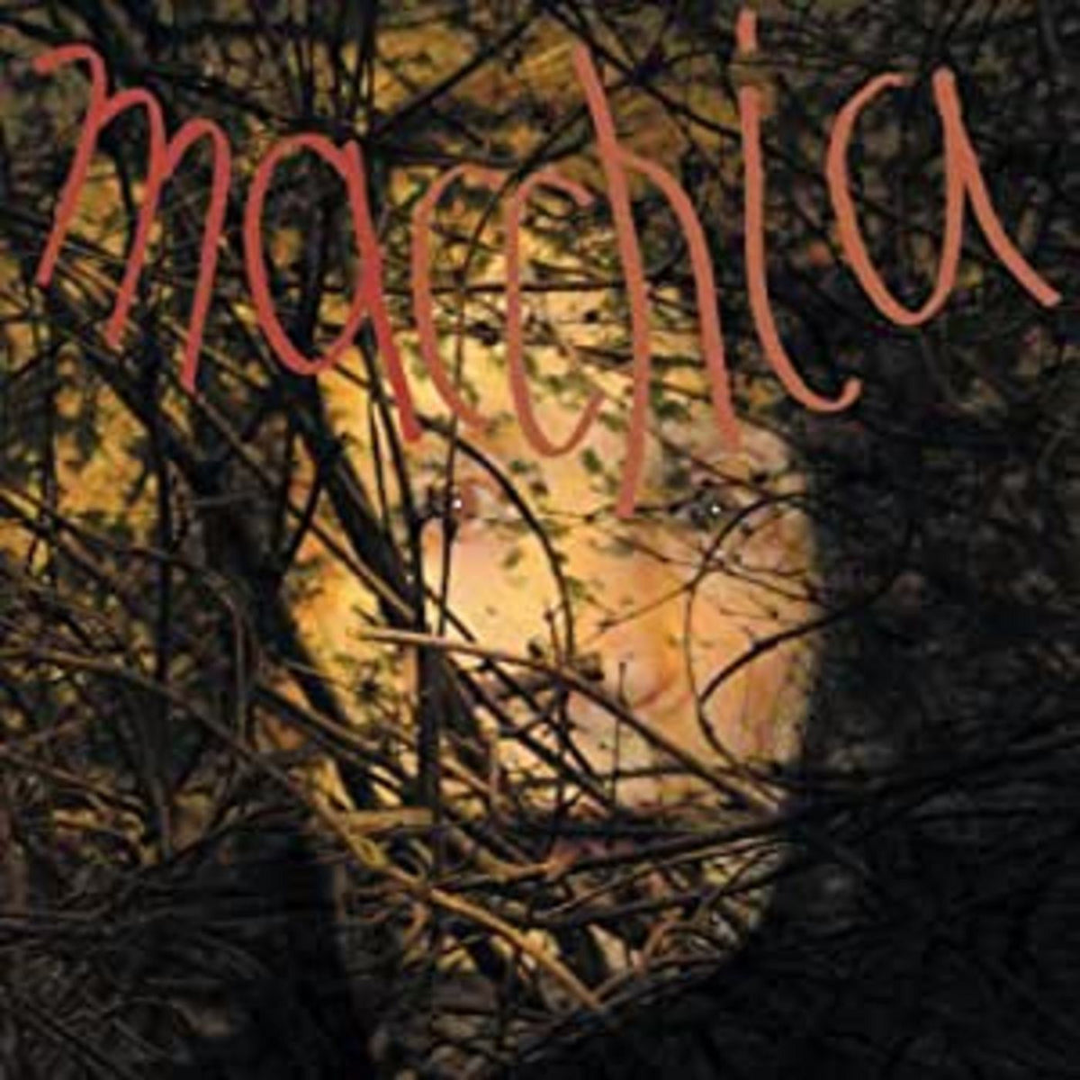 Fuchs/Heemann/Van Luijk - Macchia Forest (Vinyl) | Mint (M) Mint (M)-The Happy Cap