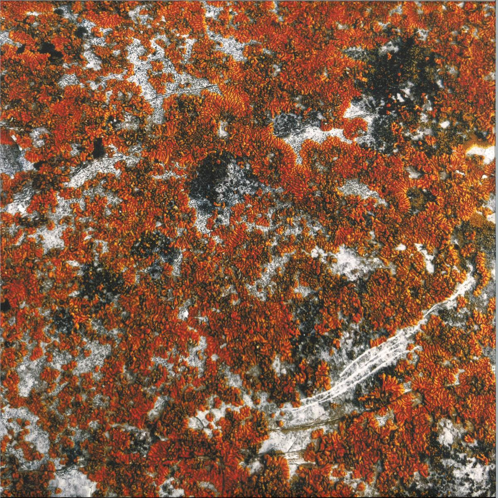 Border One - Spectral Tension (VINYL 12" Token Records TOKEN141) | NEW Mint (M) Mint (M)-The Happy Cap